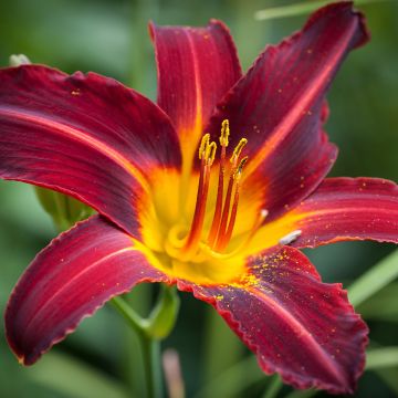 Hemerocallis Sweet Hot Chocolate - Emerocallide