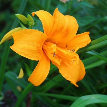 Hemerocallis Three Tears - Emerocallide