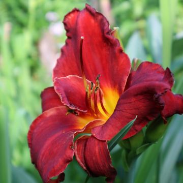 Hemerocallis  Velvet Robe - Emerocallide