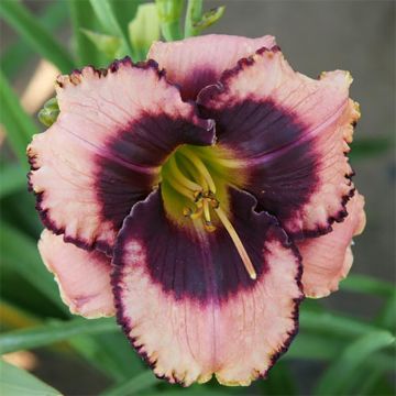 Hemerocallis Daring Deception - Emerocallide