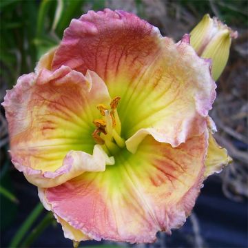 Hemerocallis Indy Reflections - Emerocallide