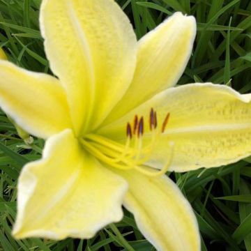 Hemerocallis Silver King - Emerocallide
