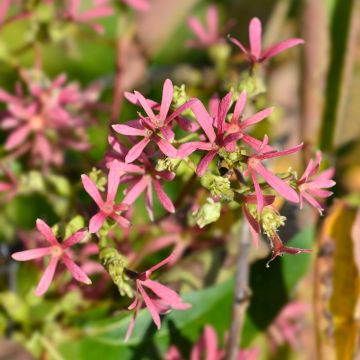 Heptacodium miconioides Tianshan