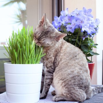 Erba gatta - Miscuglio di graminacee