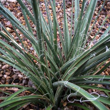 Hesperaloe parviflora Rose des Sables - Yucca rossa