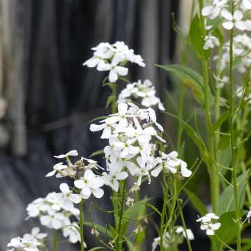 Hesperis matronalis Alba (semi) - Violaciocca antoniana bianca