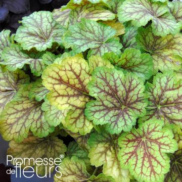 Heuchera 'Van Gogh' MASTER PAINTERS
