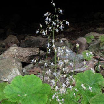 Heuchera parvifolia var. nivalis