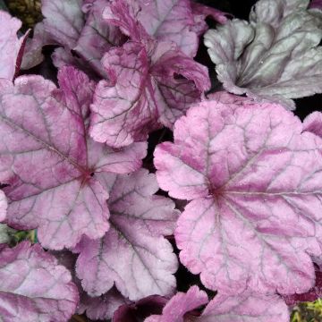 Heuchera Dolce Wildberry