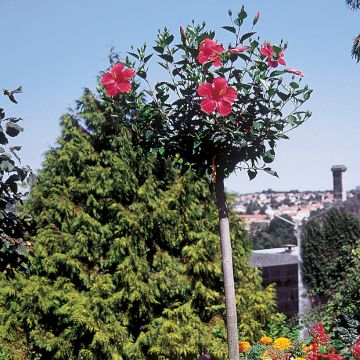 Hibiscus Sunny Cities Premiere Red - Ibisco