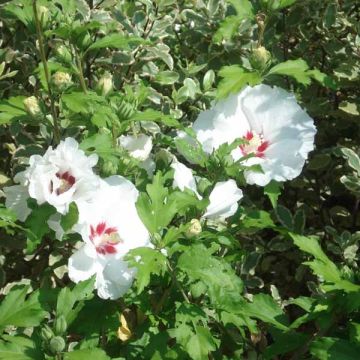 Hibiscus syriacus Sup'Heart - Ibisco