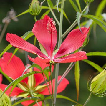 Hibiscus coccineus - Ibisco scarlatto
