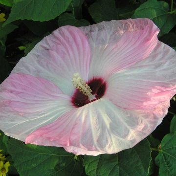 Hibiscus moscheutos Fujin - Ibisco palustre