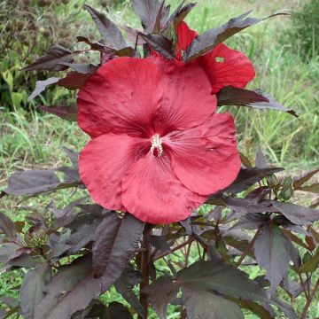 Hibiscus moscheutos Carrousel Geant Red - Ibisco palustre