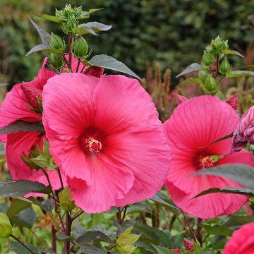 Hibiscus moscheutos PLANET Griotte - Ibisco palustre