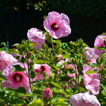 Hibiscus moscheutos PLANET Solène - Ibisco palustre