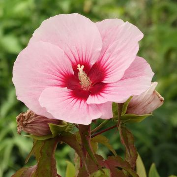 Hibiscus moscheutos Pink Candy - Ibisco palustre