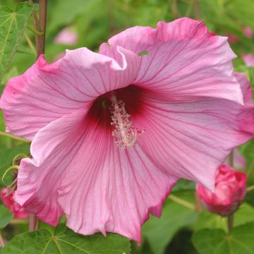 Hibiscus moscheutos Sweet Caroline - Ibisco palustre