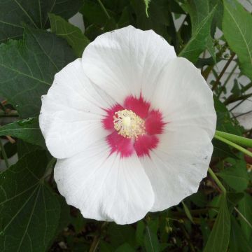 Hibiscus paramutabilis - Ibisco