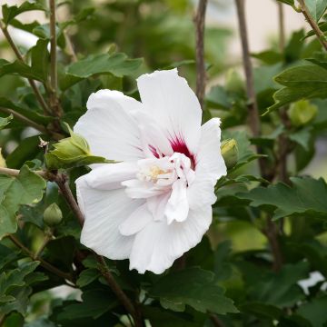 Hibiscus syriacus China Chiffon - Ibisco