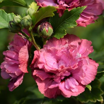Hibiscus syriacus Duc de Brabant - Ibisco