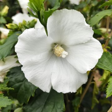 Hibiscus syriacus Eléonore - Ibisco