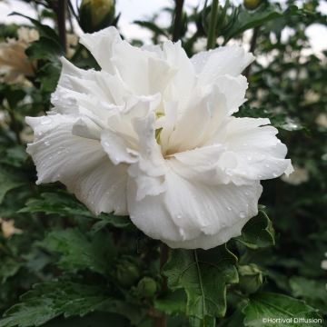 Hibiscus syriacus French Cabaret White - Ibisco