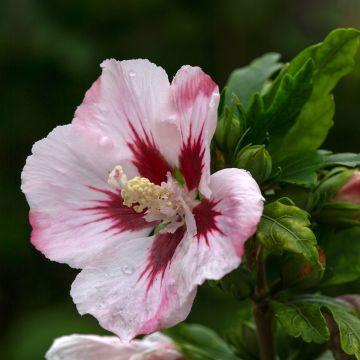 Hibiscus syriacus Hamabo - Ibisco