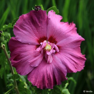 Hibiscus syriacus Hibisa Sangria - Ibisco