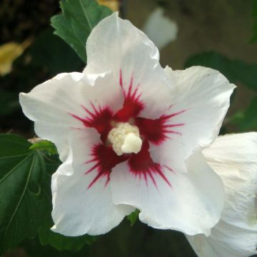 Hibiscus syriacus Red Heart - Ibisco