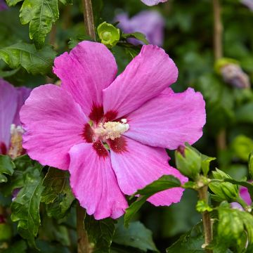 Hibiscus syriacus Pink Giant - Ibisco