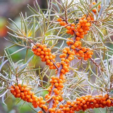 Hippophae rhamnoides (semi) - Olivello spinoso