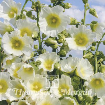 Alcea rosea Halo White - Malvarosa