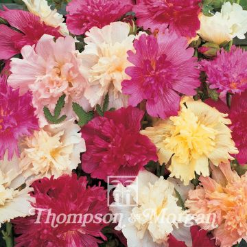 Alcea rosea Majorette Mix - Malvarosa