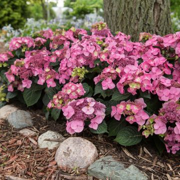 Hydrangea macrophylla Endless Summer Pop Star - Ortensia