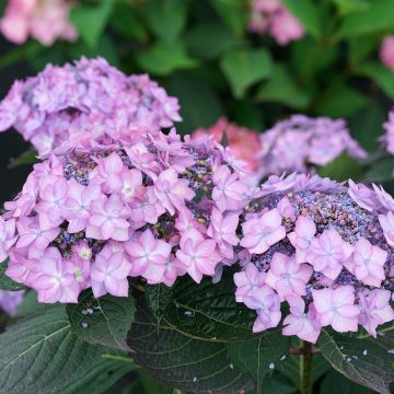 Hydrangea serrata Frozen Smoothie - Ortensia