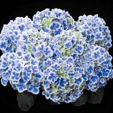 Hydrangea macrophylla Beautensia Dali - Ortensia