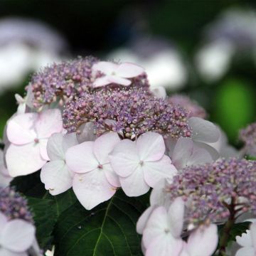 Hydrangea macrophylla Cloudi - Ortensia
