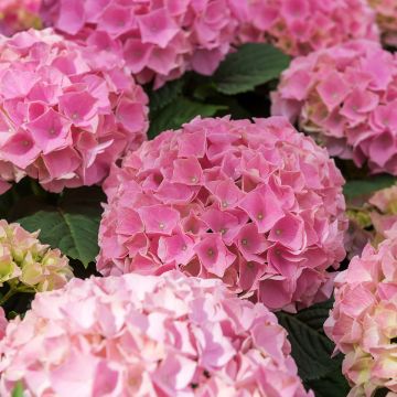 Hydrangea macrophylla Early Rose - Ortensia