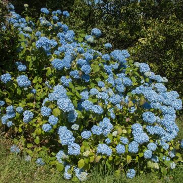Hydrangea macrophylla Generale Vicomtesse de Vibraye - Ortensia