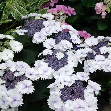 Hydrangea macrophylla Koria - Ortensia