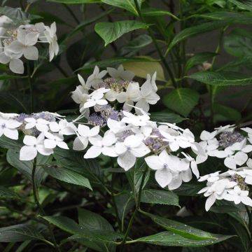 Hydrangea macrophylla Lanarth White - Ortensia