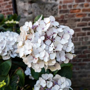 Hydrangea macrophylla Libelle - Ortensia