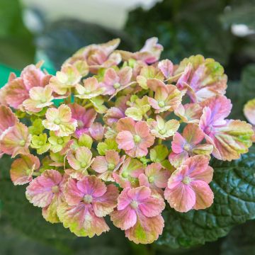 Hydrangea macrophylla Magical Amethyst - Ortensia
