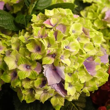 Hydrangea macrophylla Magical Jewel rosa - Ortensia