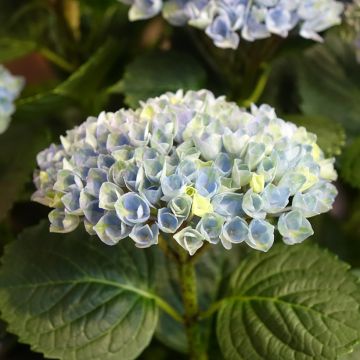 Hydrangea macrophylla Magical Revolution Bleu - Ortensia