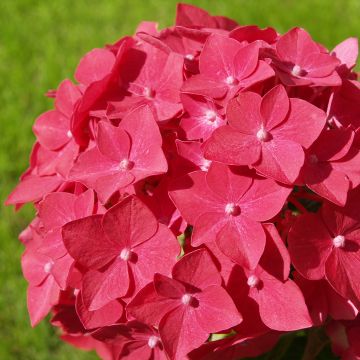 Hydrangea macrophylla Masja - Ortensia