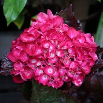 Hydrangea macrophylla Merveille Sanguine - Ortensia