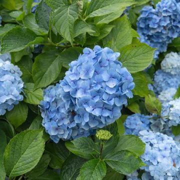 Hydrangea macrophylla Mousseline - Ortensia