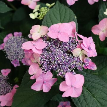 Hydrangea macrophylla Nanping - Ortensia